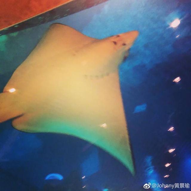 黄景瑜15条微博是表白，黄景瑜被黑仍很火（黄景瑜上线14分钟发图15张）