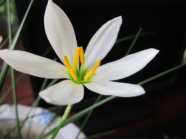 葱兰的栽培要点，葱兰的栽培要点有哪些（8月是葱兰花开的季节）