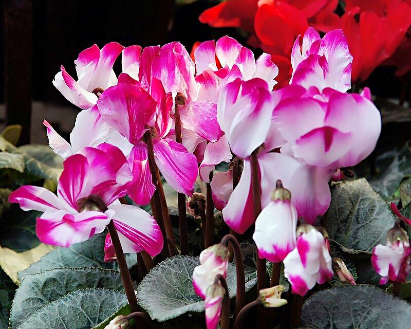 报春花科仙客来属多年生草本植物.