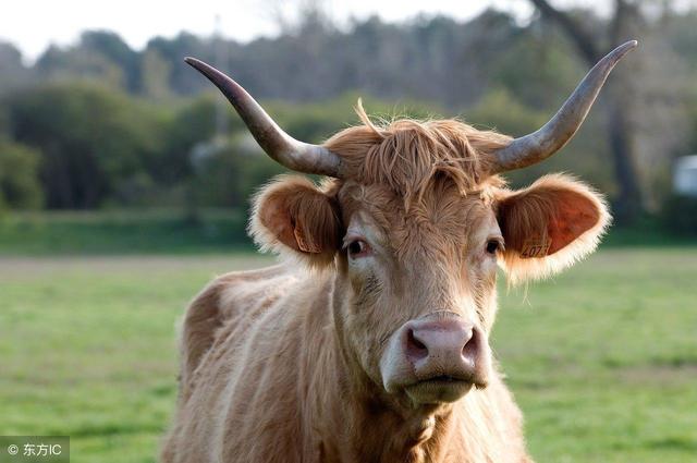 成年牛一般多少斤，一头成年牛的重量（一头牛到底有多重！）