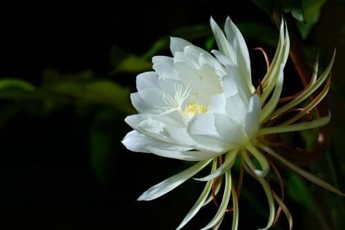 昙花的养殖方法和注意事项，昙花怎么养殖以及昙花的养殖注意事项（每年都看昙花一现不是梦）