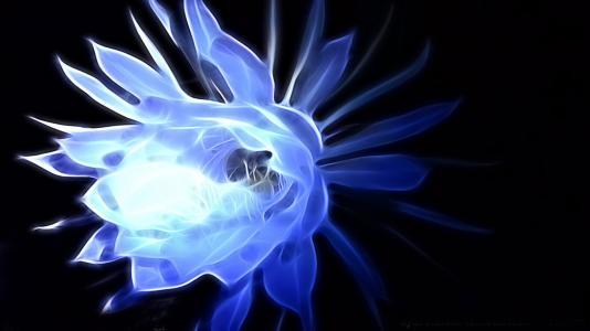 昙花的养殖方法和注意事项，昙花怎么养殖以及昙花的养殖注意事项（每年都看昙花一现不是梦）