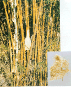 竹茹是什么东西，每日一本草——竹茹