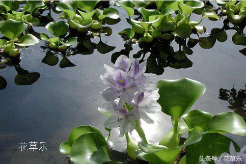 水葫芦可以吃吗，水葫芦主治功效（水葫芦的功效和作用介绍）
