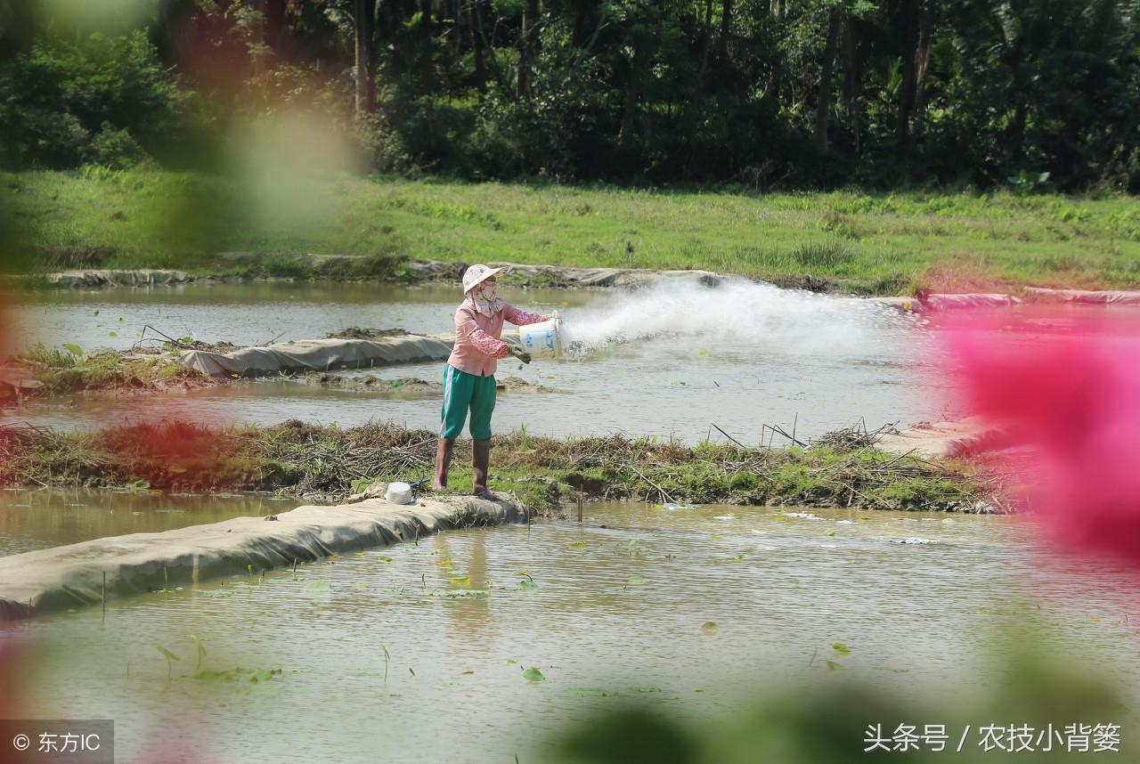 生石灰的主要成分，生石灰的主要成分是啥（竟然不知道生石灰竟然对作物有这么大的作用）