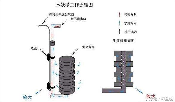 孔雀鱼多久繁殖一次，孔雀鱼生小鱼前兆（3分钟学会这最简单的饲养繁殖方法）