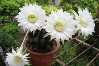 仙人球花的药用价值有哪些，仙人球花有什么药用（仙人球开花代表了什么）