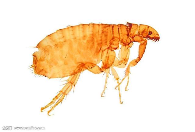 发现一只跳蚤等于多少只，一只跳蚤多大（跳蚤的简单描述）