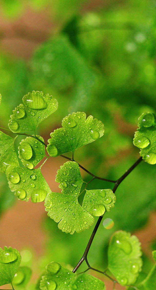 我听见雨滴落在青青草地，我听见雨滴落在青青草地的解释（被玩坏的“我听见雨滴落在青青草地”）