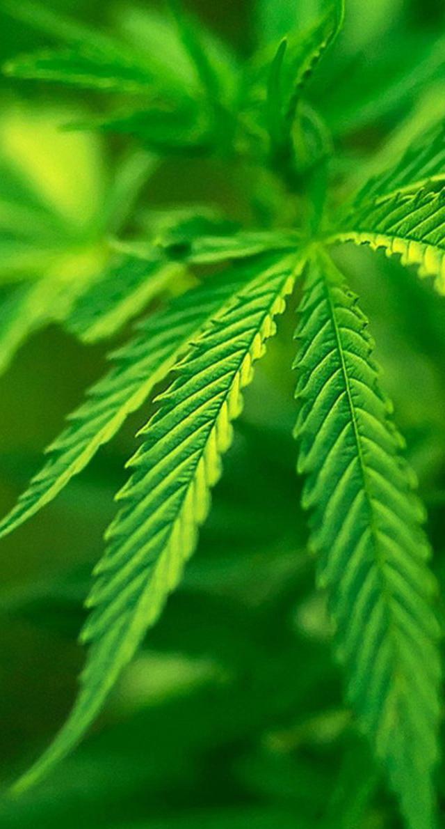 我听见雨滴落在青青草地，我听见雨滴落在青青草地的解释（被玩坏的“我听见雨滴落在青青草地”）