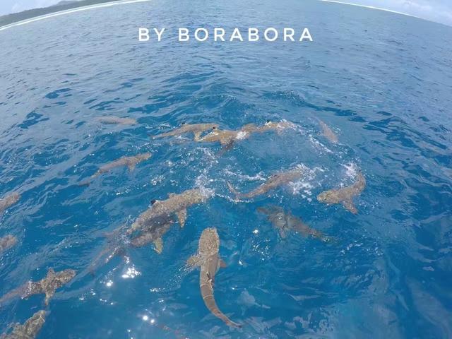 大溪地在哪里，大溪地在哪里世界地图（上帝的游泳池最接近天堂的海岛）