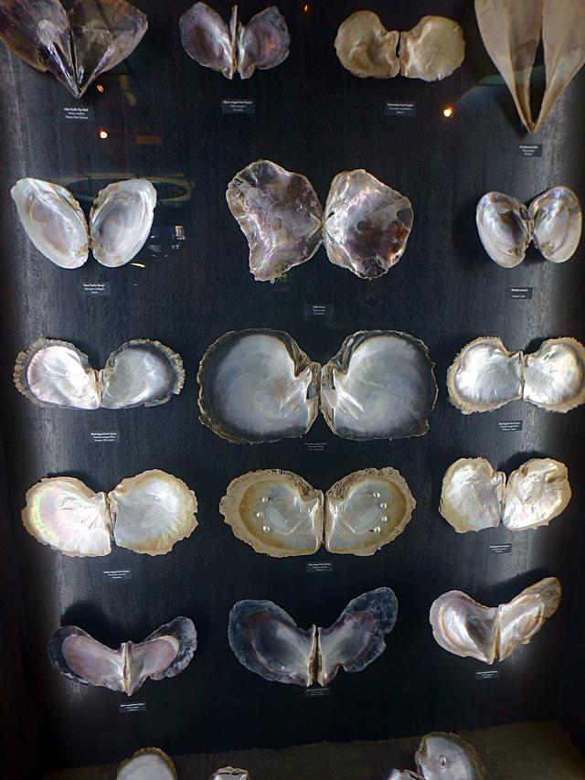 大溪地在哪里，大溪地在哪里世界地图（上帝的游泳池最接近天堂的海岛）