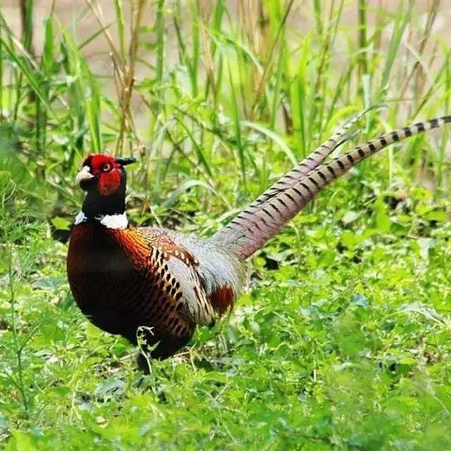 野鸡的营养价值，野鸡的营养价值有哪些（山鸡的营养价值和功效）
