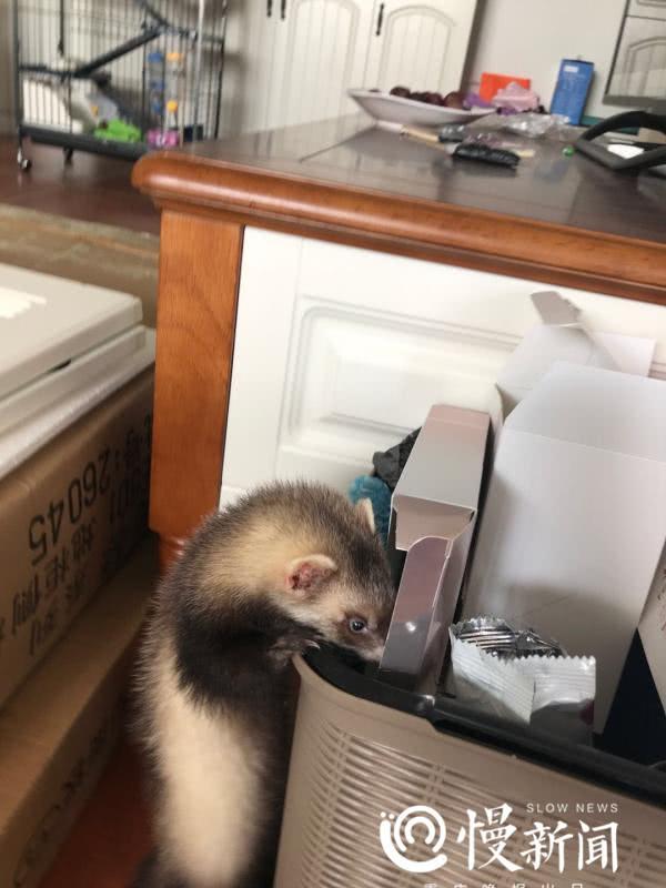 宠物貂好养吗，在重庆一家里软萌黏人还会闻香识人（宠物貂好养吗成年）