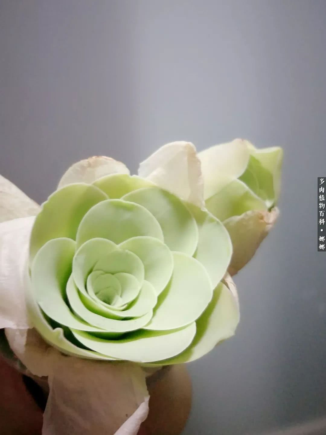 多肉夏洛玫瑰(多肉可爱玫瑰度夏) - 彝家农业网