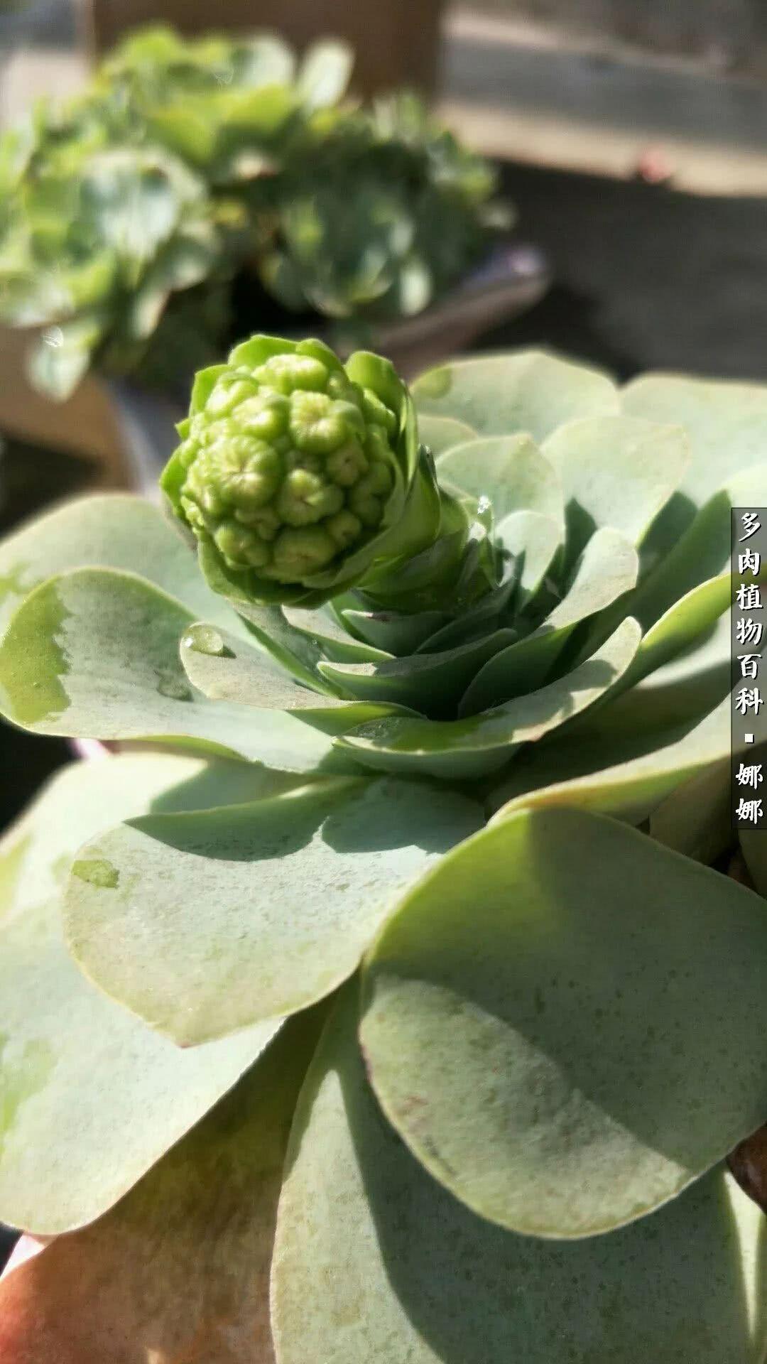 多肉夏洛玫瑰(多肉可爱玫瑰度夏) - 彝家农业网