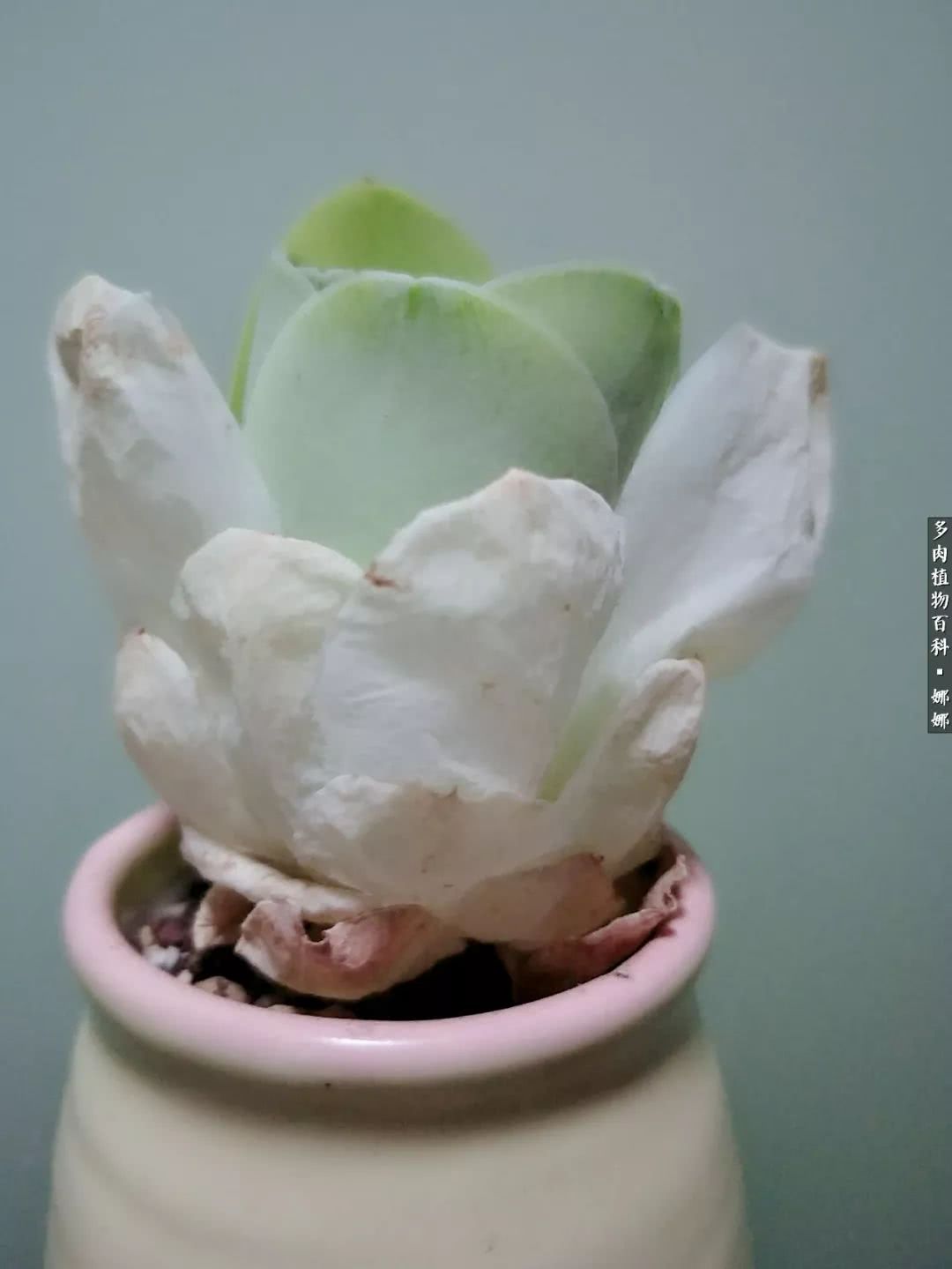 多肉夏洛玫瑰(多肉可爱玫瑰度夏) - 彝家农业网