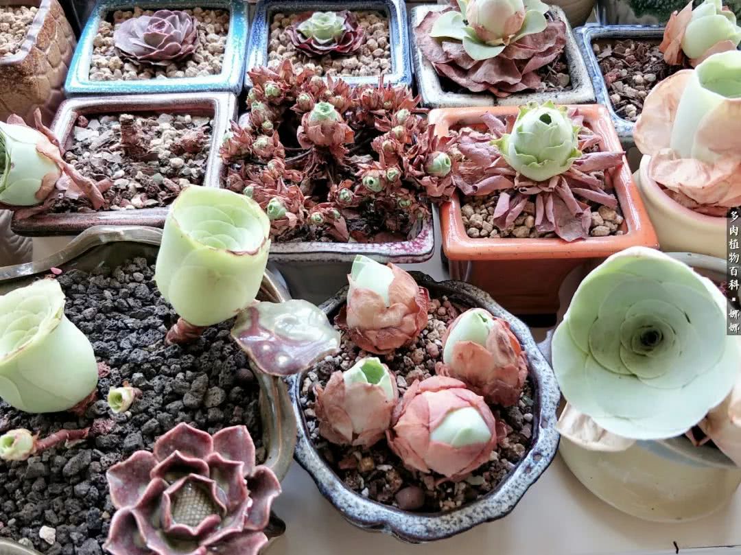 多肉夏洛玫瑰(多肉可爱玫瑰度夏) - 彝家农业网