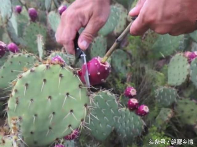 仙人掌果实能吃吗，绿色仙人掌果实能吃吗（其实仙人掌的果实是可以吃的）
