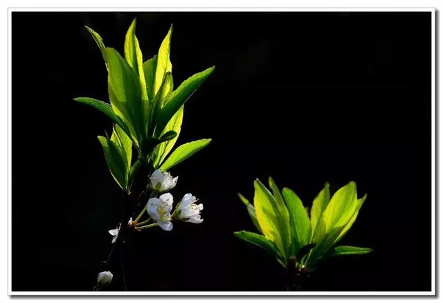 川端康成花未眠，川端康成花未眠原文（花未眠）
