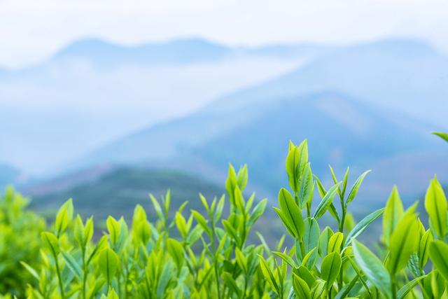 茶的文化涵义