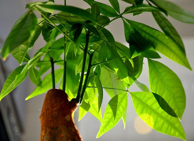 发财树浇水的正确方法，怎样养发财树又壮又好（知道这三点，叶子壮实绿油油）