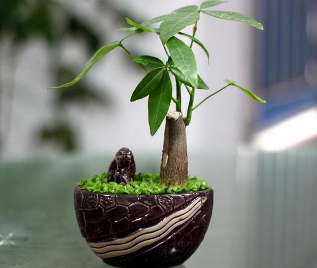 发财树浇水的正确方法，怎样养发财树又壮又好（知道这三点，叶子壮实绿油油）