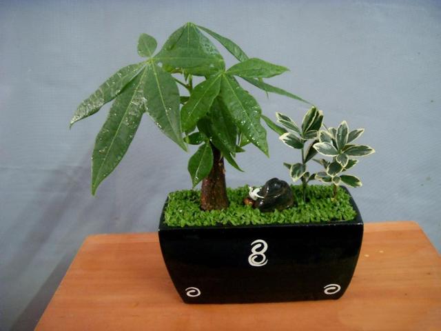 发财树浇水的正确方法，怎样养发财树又壮又好（知道这三点，叶子壮实绿油油）