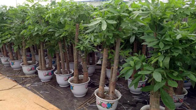 发财树浇水的正确方法，怎样养发财树又壮又好（知道这三点，叶子壮实绿油油）