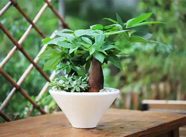 发财树浇水的正确方法，怎样养发财树又壮又好（知道这三点，叶子壮实绿油油）