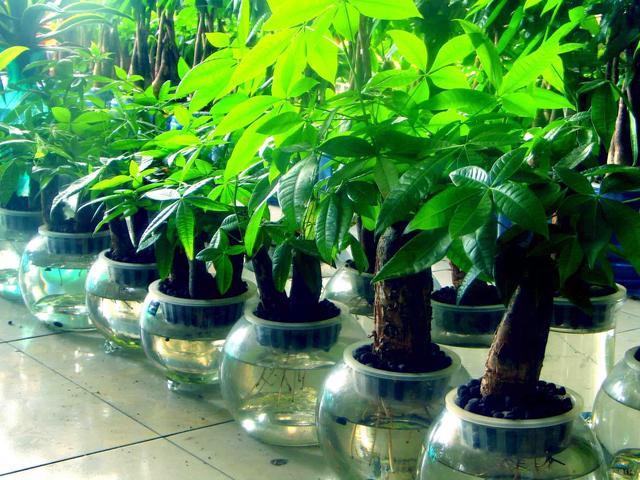 发财树浇水的正确方法，怎样养发财树又壮又好（知道这三点，叶子壮实绿油油）