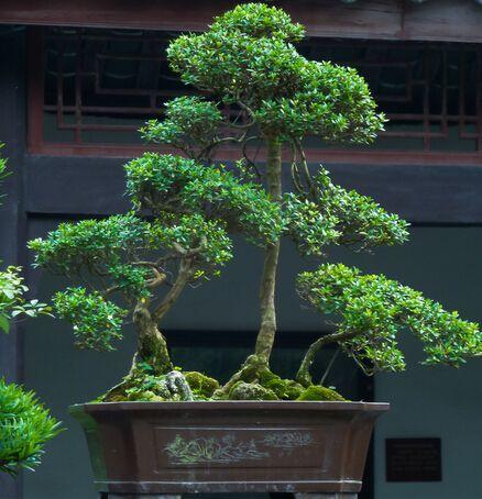 黄杨树盆景怎么养？想培育成老桩这些问题可不能忽视！