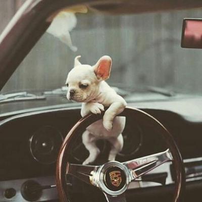 宠物狗大全图片,可爱宠物狗的图片(微信动物头像大全可爱狗狗) 宠物狗大全图片,可爱宠物狗的图片(微信动物头像大全可爱狗狗)