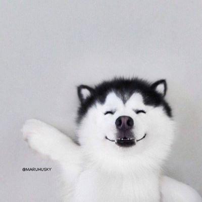 宠物狗大全图片,可爱宠物狗的图片(微信动物头像大全可爱狗狗) 宠物狗大全图片,可爱宠物狗的图片(微信动物头像大全可爱狗狗)