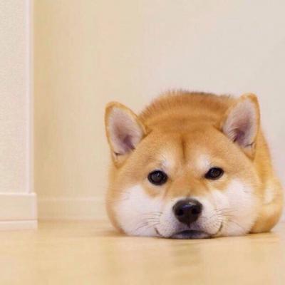 宠物狗大全图片,可爱宠物狗的图片(微信动物头像大全可爱狗狗) 宠物狗大全图片,可爱宠物狗的图片(微信动物头像大全可爱狗狗)