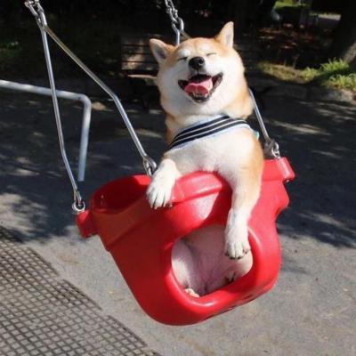 宠物狗大全图片,可爱宠物狗的图片(微信动物头像大全可爱狗狗) 宠物狗大全图片,可爱宠物狗的图片(微信动物头像大全可爱狗狗)