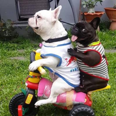 宠物狗大全图片,可爱宠物狗的图片(微信动物头像大全可爱狗狗) 宠物狗大全图片,可爱宠物狗的图片(微信动物头像大全可爱狗狗)