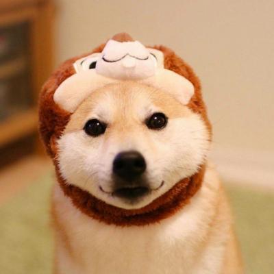 宠物狗大全图片,可爱宠物狗的图片(微信动物头像大全可爱狗狗) 宠物狗大全图片,可爱宠物狗的图片(微信动物头像大全可爱狗狗)