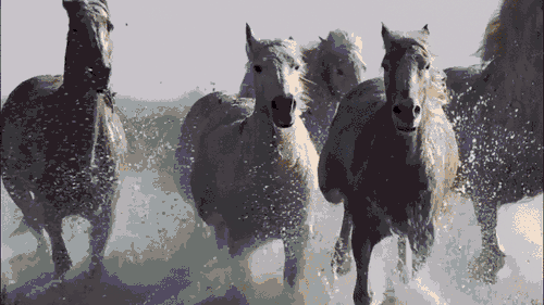 内蒙古有多少个市，内蒙古有多少盟市分别是什么（内蒙古自治区12个盟市经济实力最新排名）