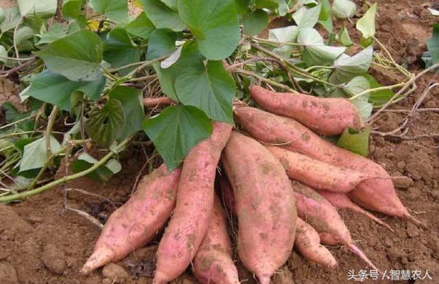 怎么种植高产红薯，种植高产红薯视频（红薯高产做好这2点）