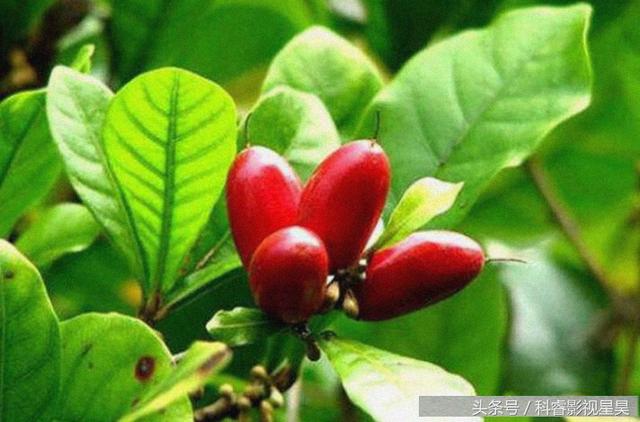 全国公认的四大壮阳水果，全国公认的四大壮阳水果是什么（这4种水果，你吃过哪几种呢）