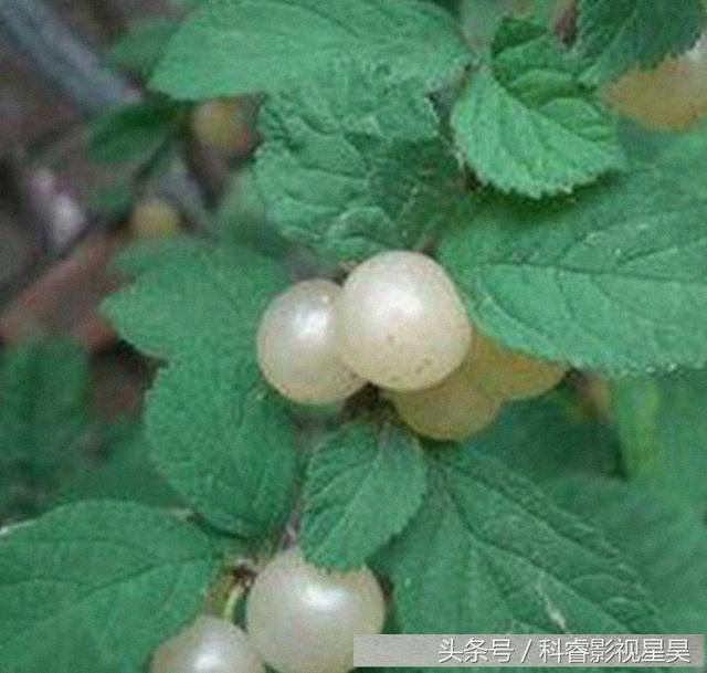 全国公认的四大壮阳水果，全国公认的四大壮阳水果是什么（这4种水果，你吃过哪几种呢）