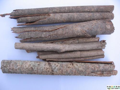 姜厚朴的功效与作用，姜厚朴的功效与作用主要治什么病