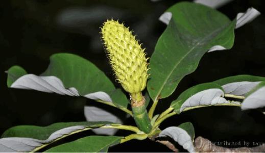 姜厚朴的功效与作用，姜厚朴的功效与作用主要治什么病