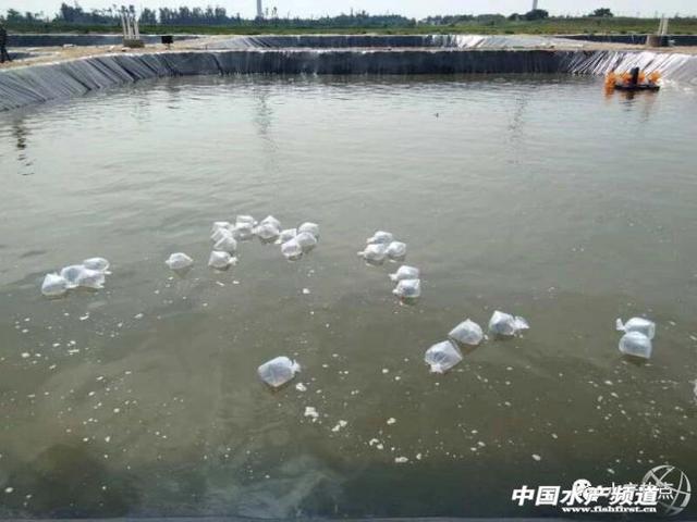 湛江最大的土塘，这里土塘塘租全线飙涨