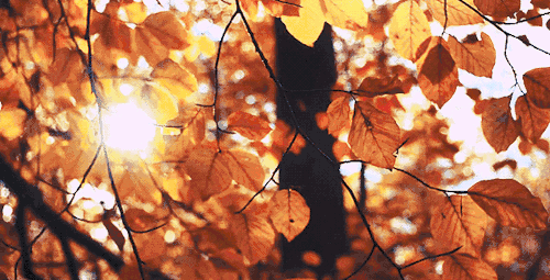 立秋吃什么食物，立秋吃什么传统食物（养生就该吃这10道菜）