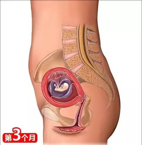 孕期呼吸困难胸闷气短怎么缓解，呼吸困难胸闷气短怎么办（超过60%的准妈妈孕期出现呼吸困难）