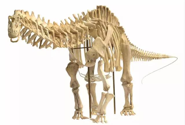 雷龙恐龙的资料，雷龙是侏罗纪的恐龙吗（竟是温顺的食草动物）