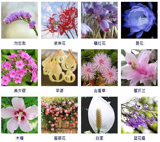 秋天的花有哪些，秋天盛开有哪些花儿（这“120种”花卉）