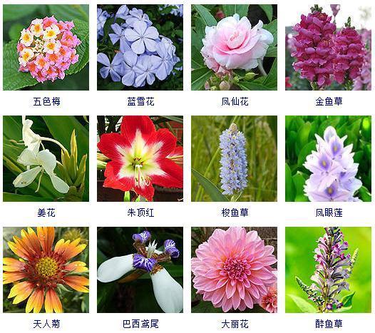 秋天的花有哪些，秋天盛开有哪些花儿（这“120种”花卉）